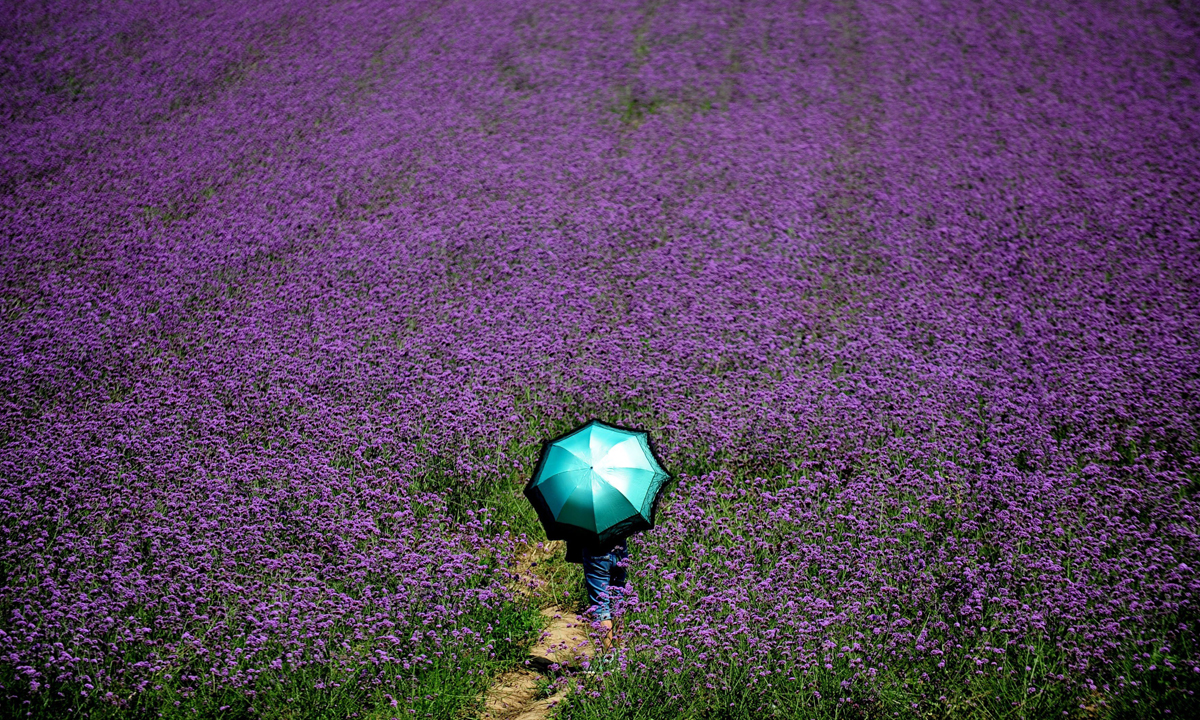 Cina, a spasso nei campi di lavanda
