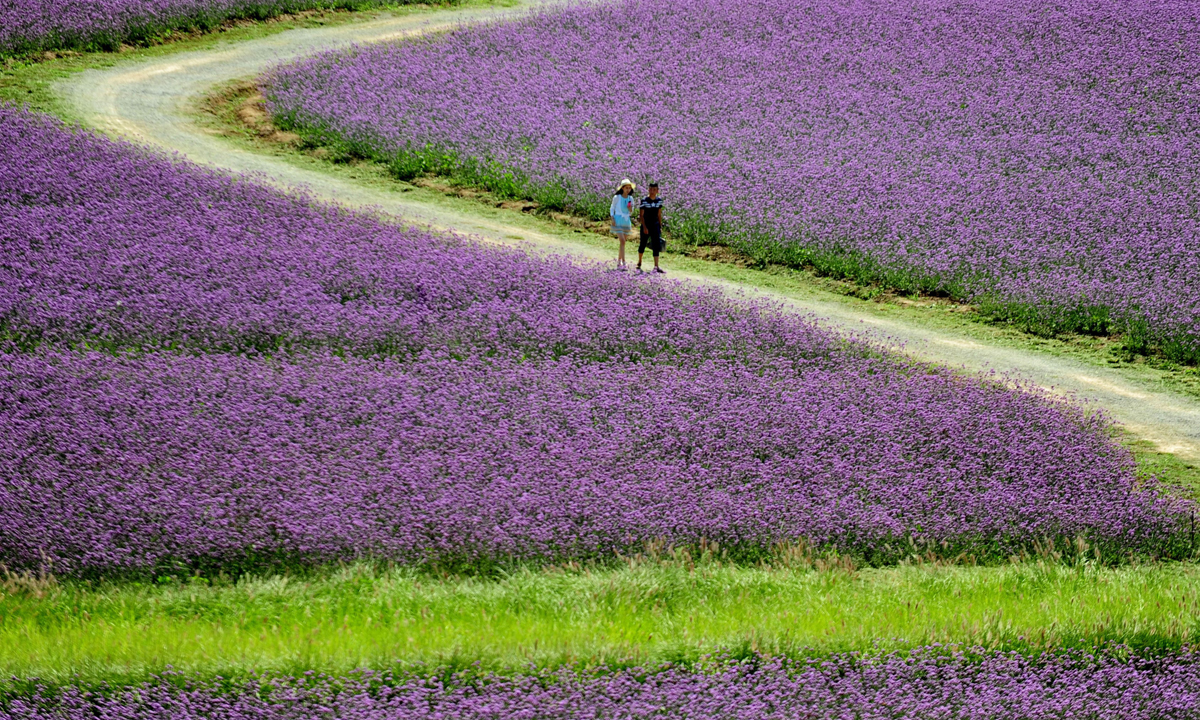 Cina, a spasso nei campi di lavanda