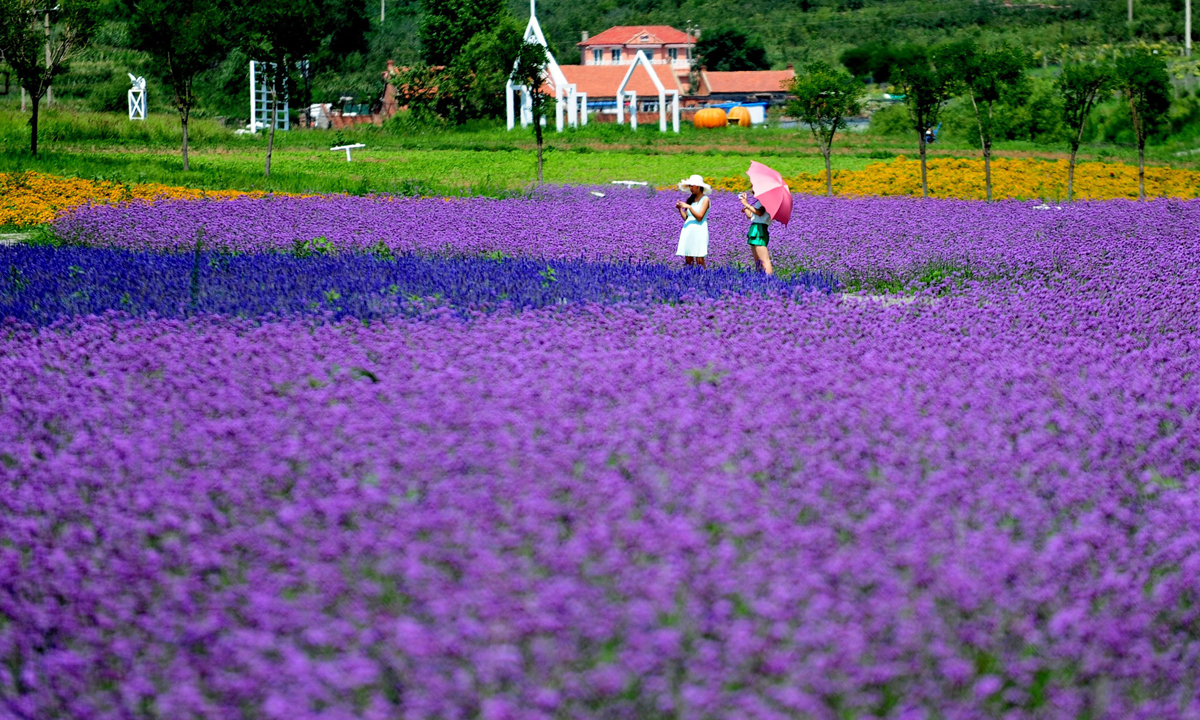 Cina, a spasso nei campi di lavanda