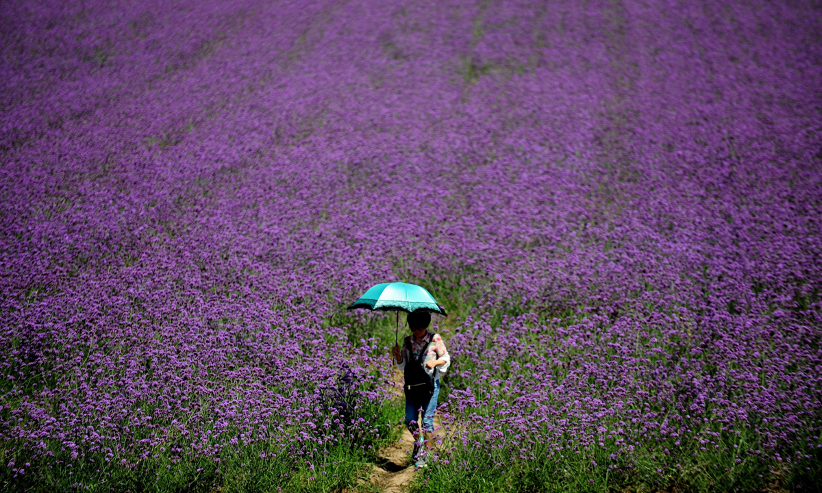 Cina, a spasso nei campi di lavanda