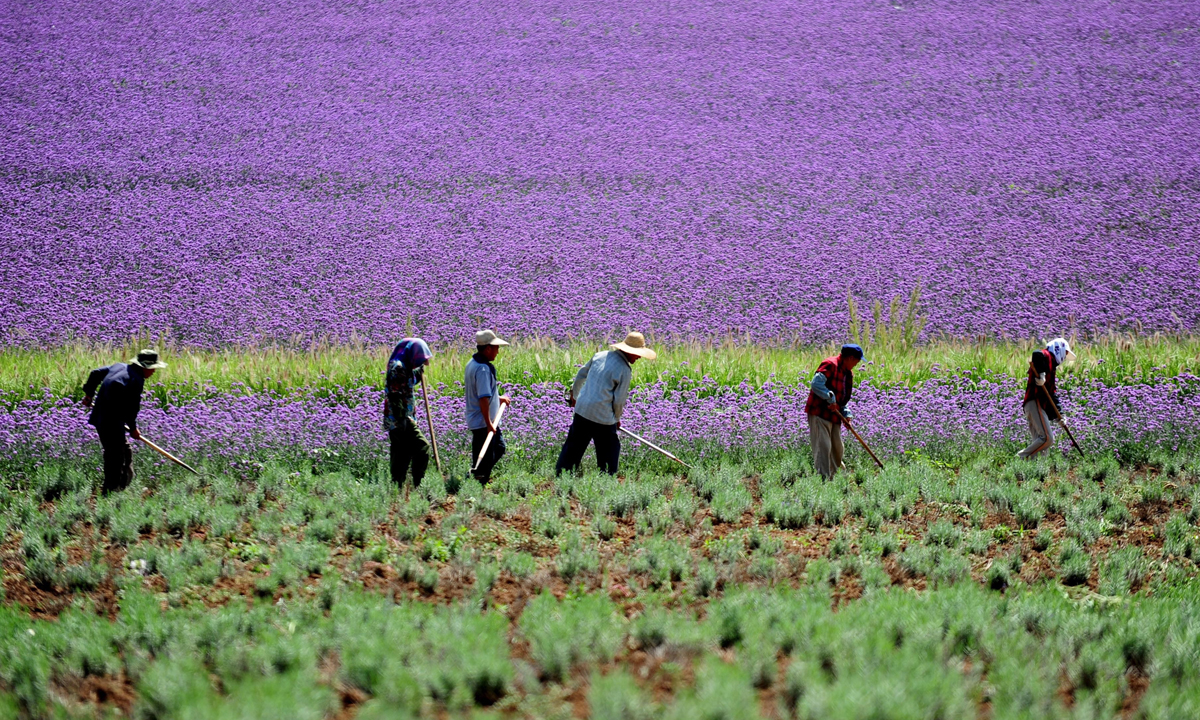 Cina, a spasso nei campi di lavanda