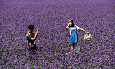 Cina, a spasso nei campi di lavanda
