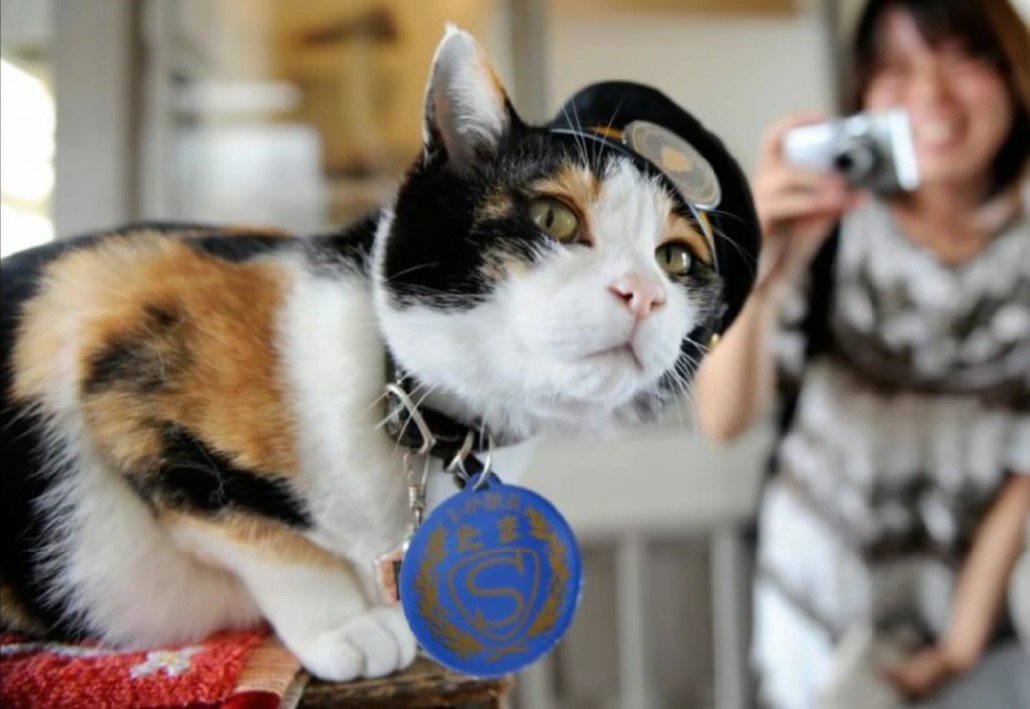 Giappone: ecco Nitama, la gatta-capostazione che fa impazzire il Paese