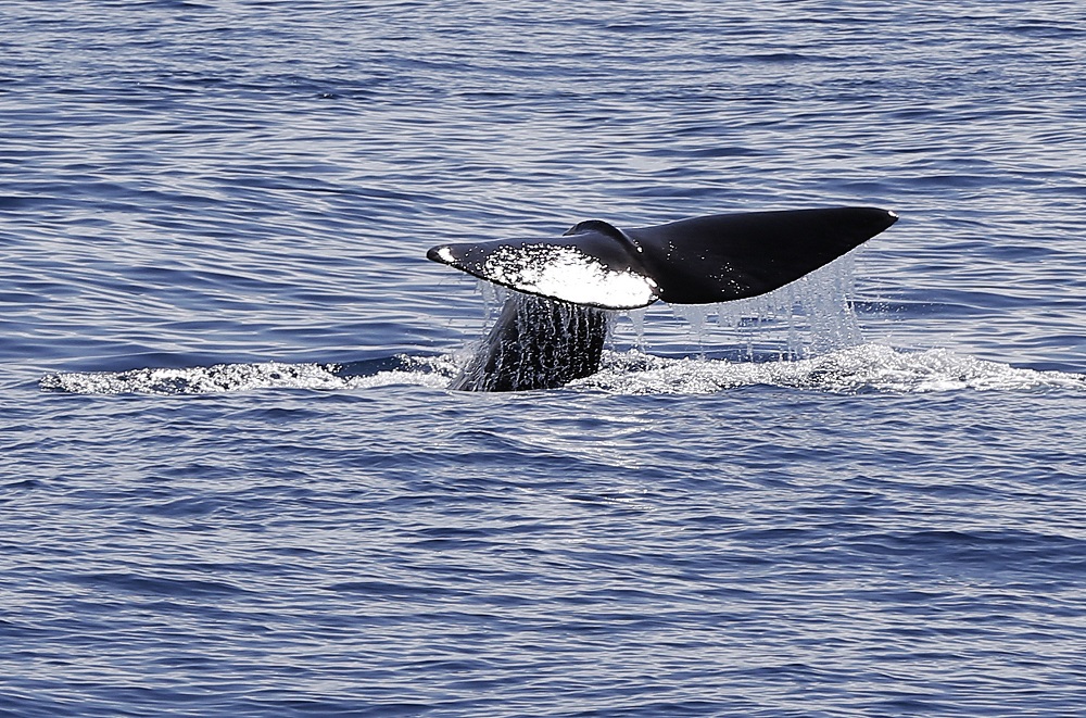 Sunrise, the Italian project to explore the Oceans