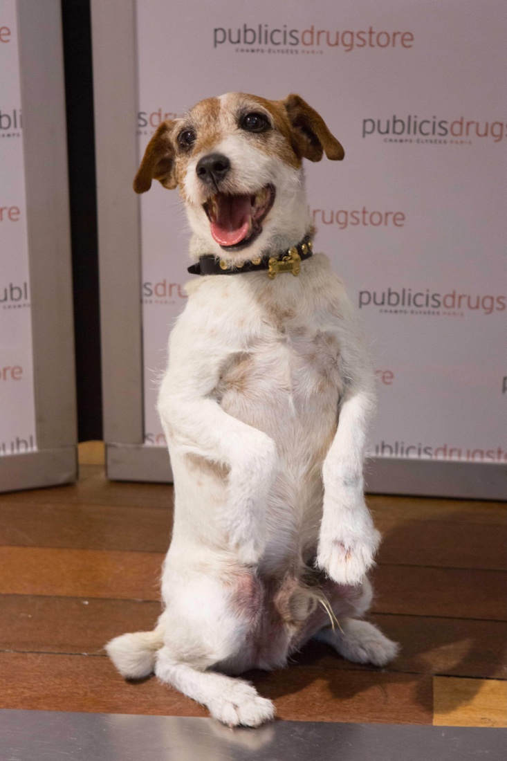 È morto Uggie, il cane di The Artist