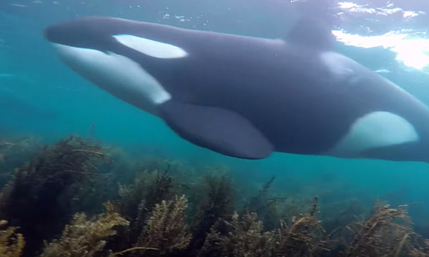 Si immerge per vedere la barriera corallina, incontra orche