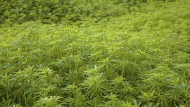 Ecco la supermarijuana, è 400 volte più potente