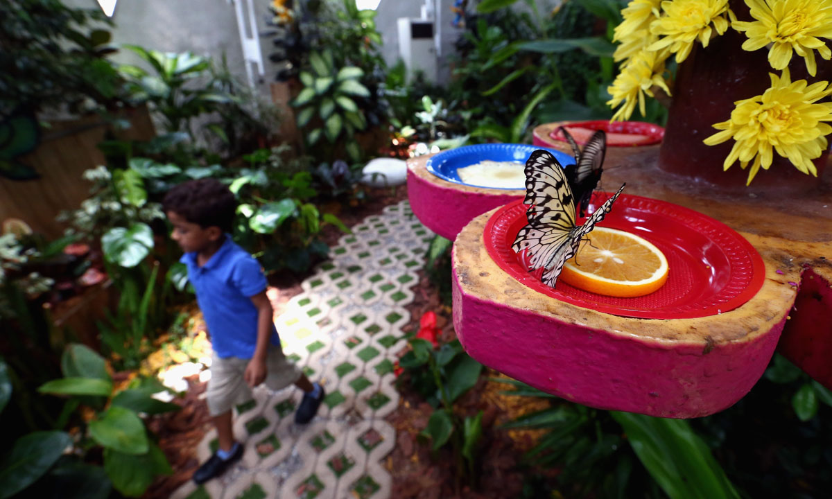 Dubai, il Giardino delle farfalle