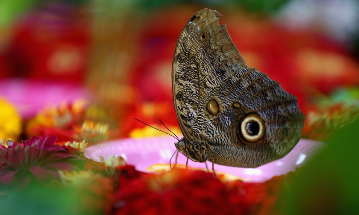Dubai, il Giardino delle farfalle