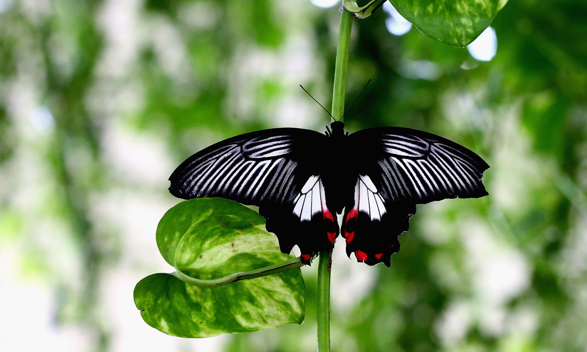 Dubai, il Giardino delle farfalle
