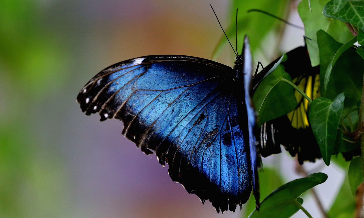 Dubai, il Giardino delle farfalle