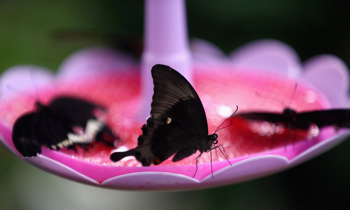 Dubai, il Giardino delle farfalle