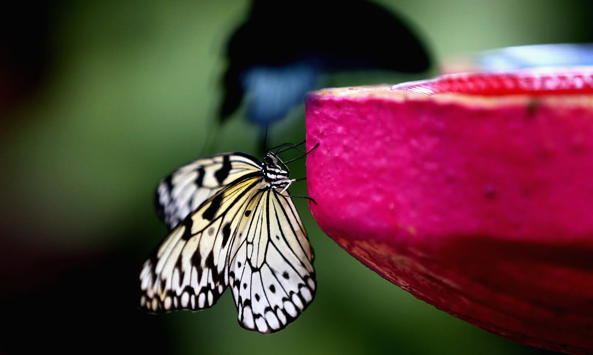 Dubai, il Giardino delle farfalle