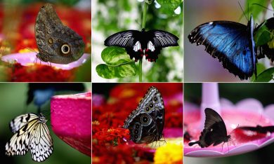 Dubai, il Giardino delle farfalle