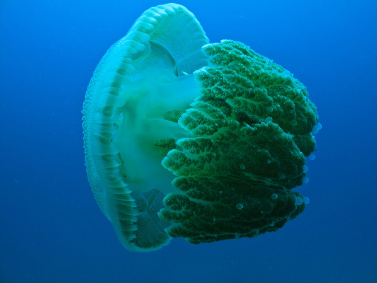 Galleria foto 'Allarme meduse giganti: 10 cose da sapere' - foto 2