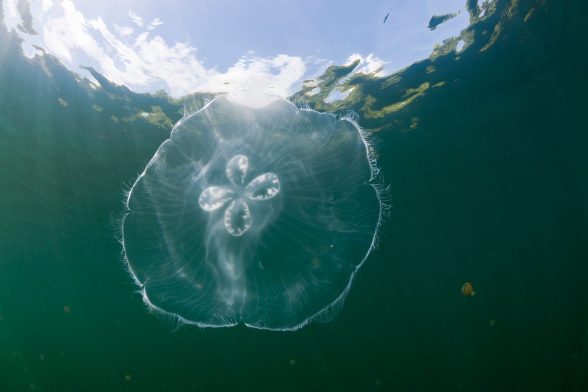 Galleria foto 'Allarme meduse giganti: 10 cose da sapere' - foto 3