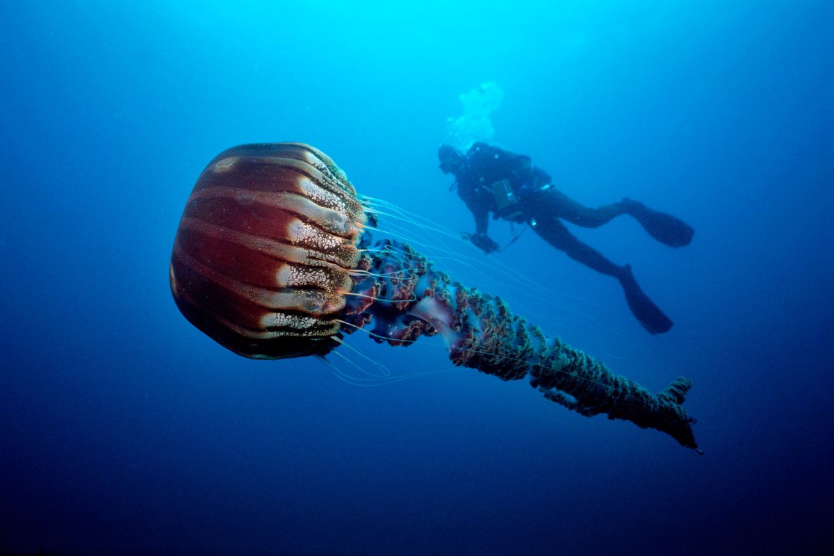 Galleria foto 'Allarme meduse giganti: 10 cose da sapere' - foto 4
