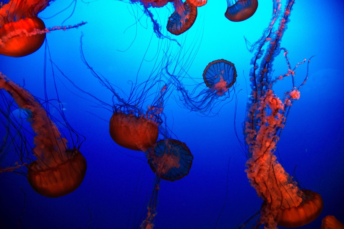 Galleria foto 'Allarme meduse giganti: 10 cose da sapere' - foto 6