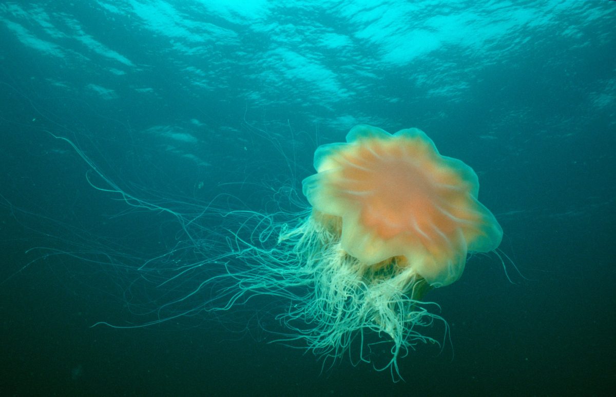 Galleria foto 'Allarme meduse giganti: 10 cose da sapere' - foto 7