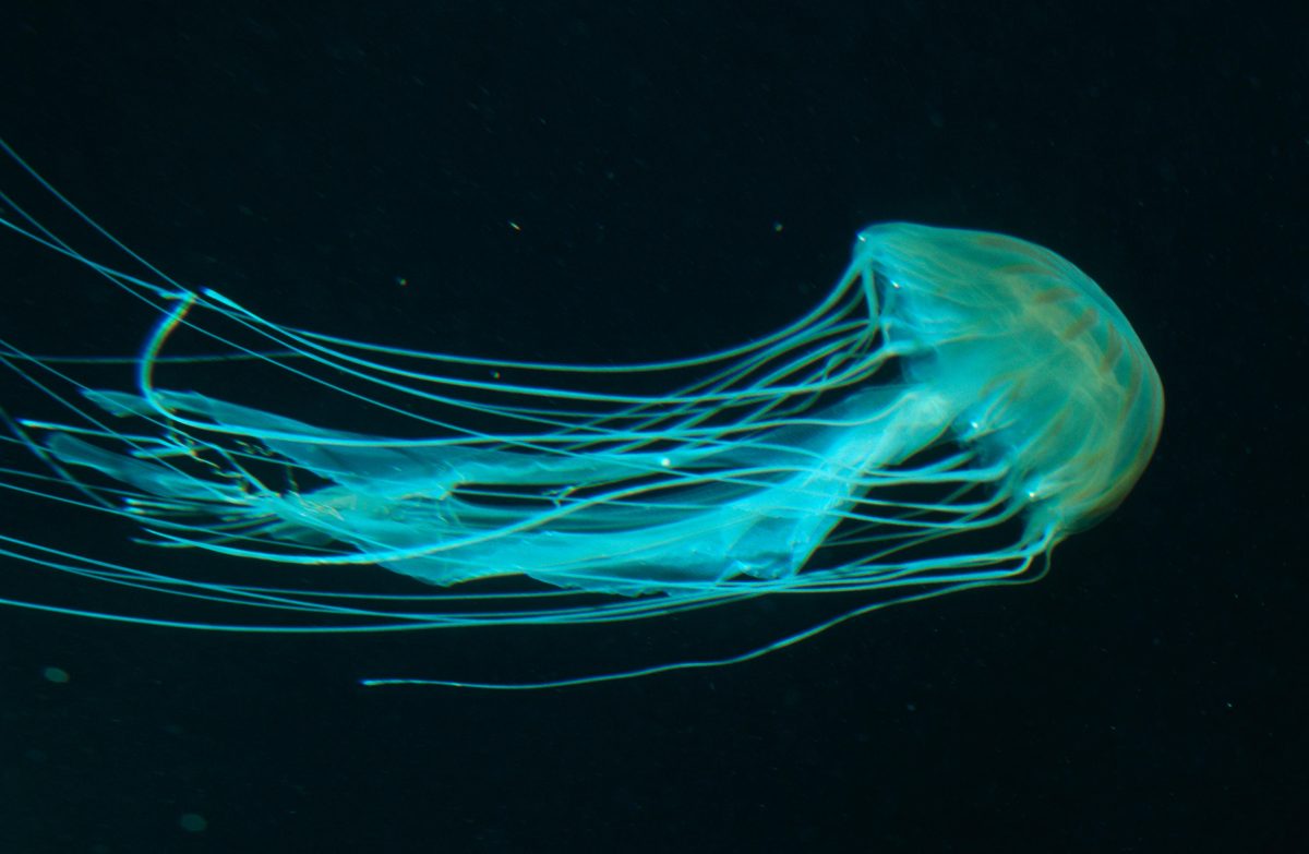 Galleria foto 'Allarme meduse giganti: 10 cose da sapere' - foto 9