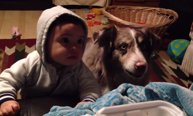 Il cane che dice mamma al posto del bimbo
