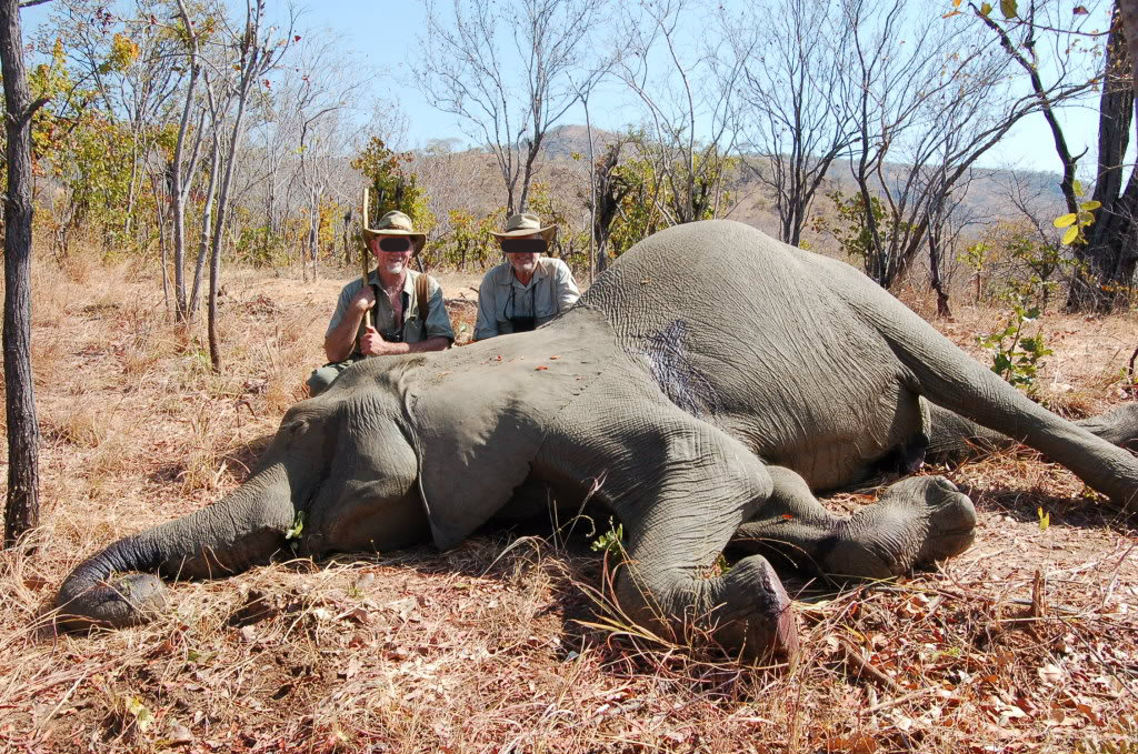 Leoni, elefanti e vite umane: il business milionario della caccia illegale Leoni, elefanti e vite umane: il business milionario della caccia illegale