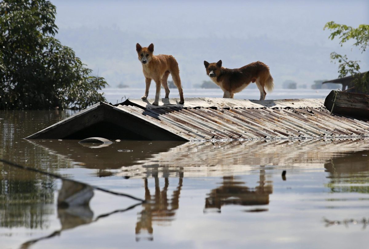 Galleria foto 'Alluvioni in Myanmar: 46 morti e oltre 200 mila sfollati' - foto 9