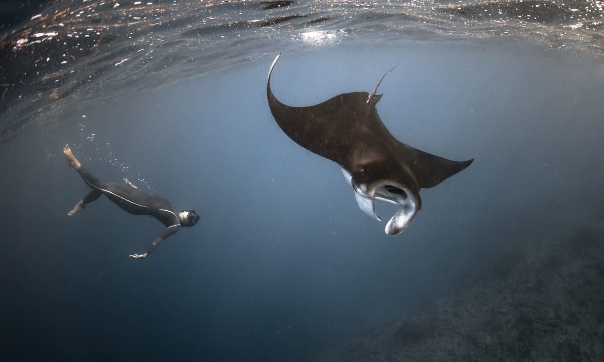 Free diving tra le creature marine dell’Oceano Indiano Free diving tra le creature marine dell’Oceano Indiano