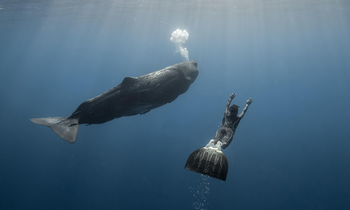 Free diving tra le creature marine dell’Oceano Indiano Free diving tra le creature marine dell’Oceano Indiano