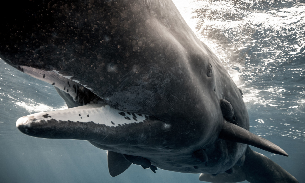 Free diving tra le creature marine dell’Oceano Indiano Free diving tra le creature marine dell’Oceano Indiano