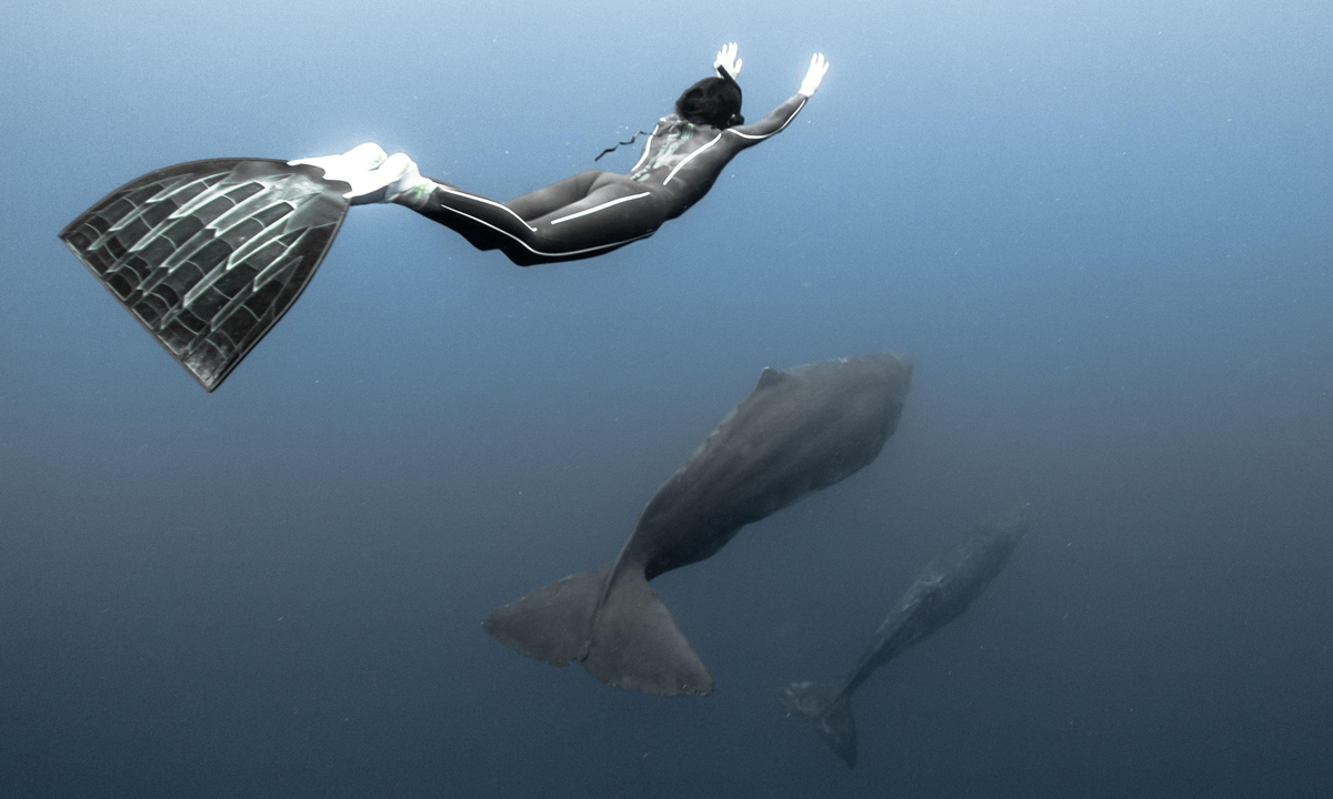 Free diving tra le creature marine dell’Oceano Indiano Free diving tra le creature marine dell’Oceano Indiano