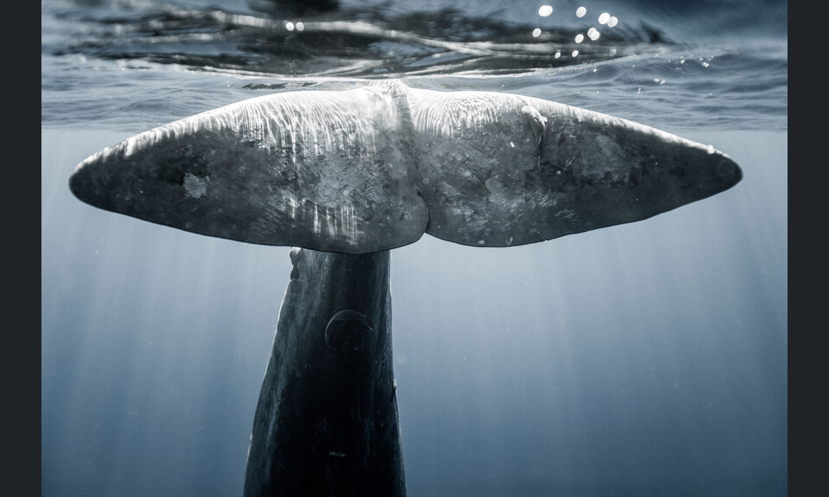 Free diving tra le creature marine dell’Oceano Indiano Free diving tra le creature marine dell’Oceano Indiano