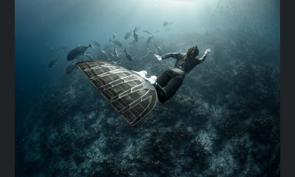 Free diving tra le creature marine dell’Oceano Indiano Free diving tra le creature marine dell’Oceano Indiano