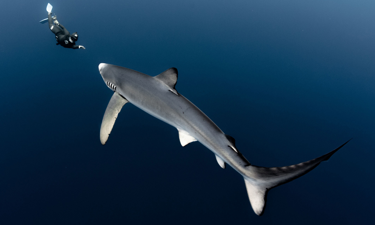 Free diving tra le creature marine dell’Oceano Indiano Free diving tra le creature marine dell’Oceano Indiano