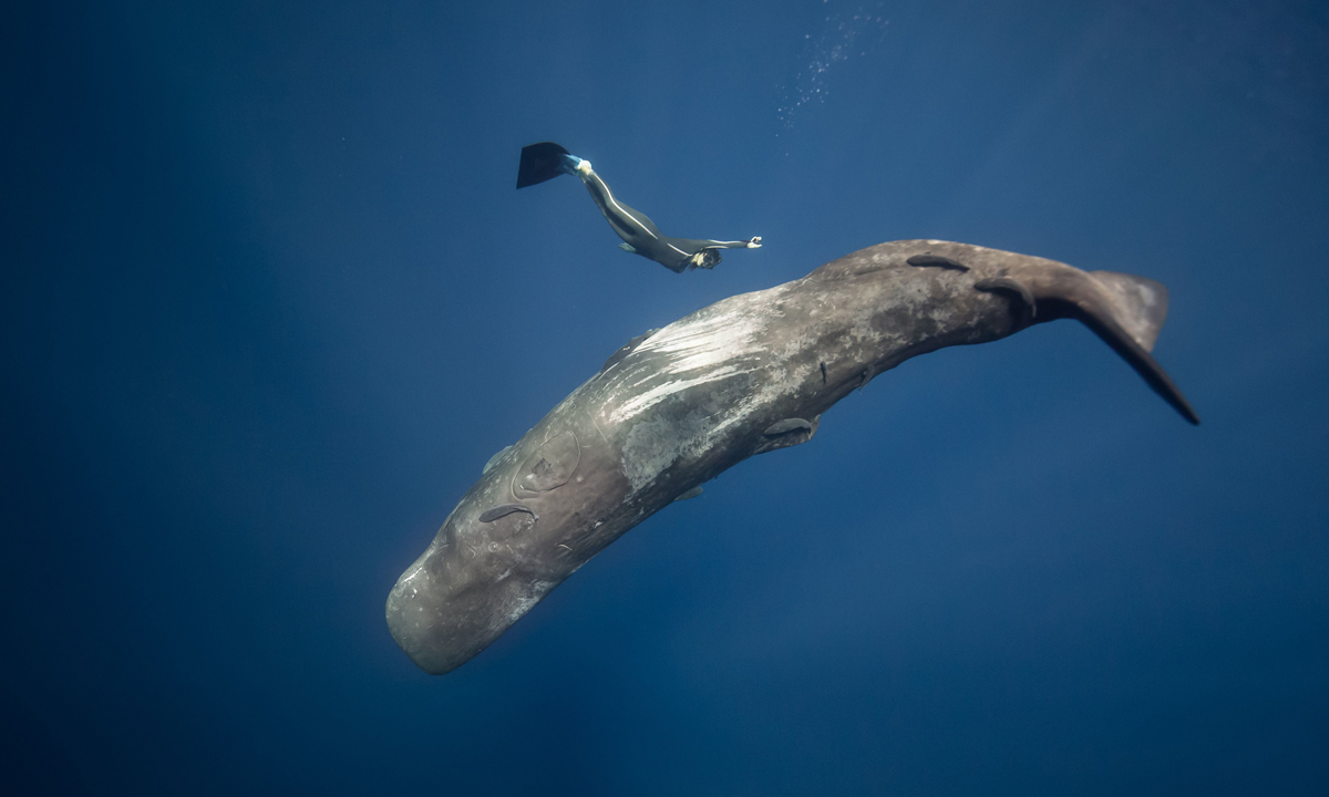 Free diving tra le creature marine dell’Oceano Indiano Free diving tra le creature marine dell’Oceano Indiano