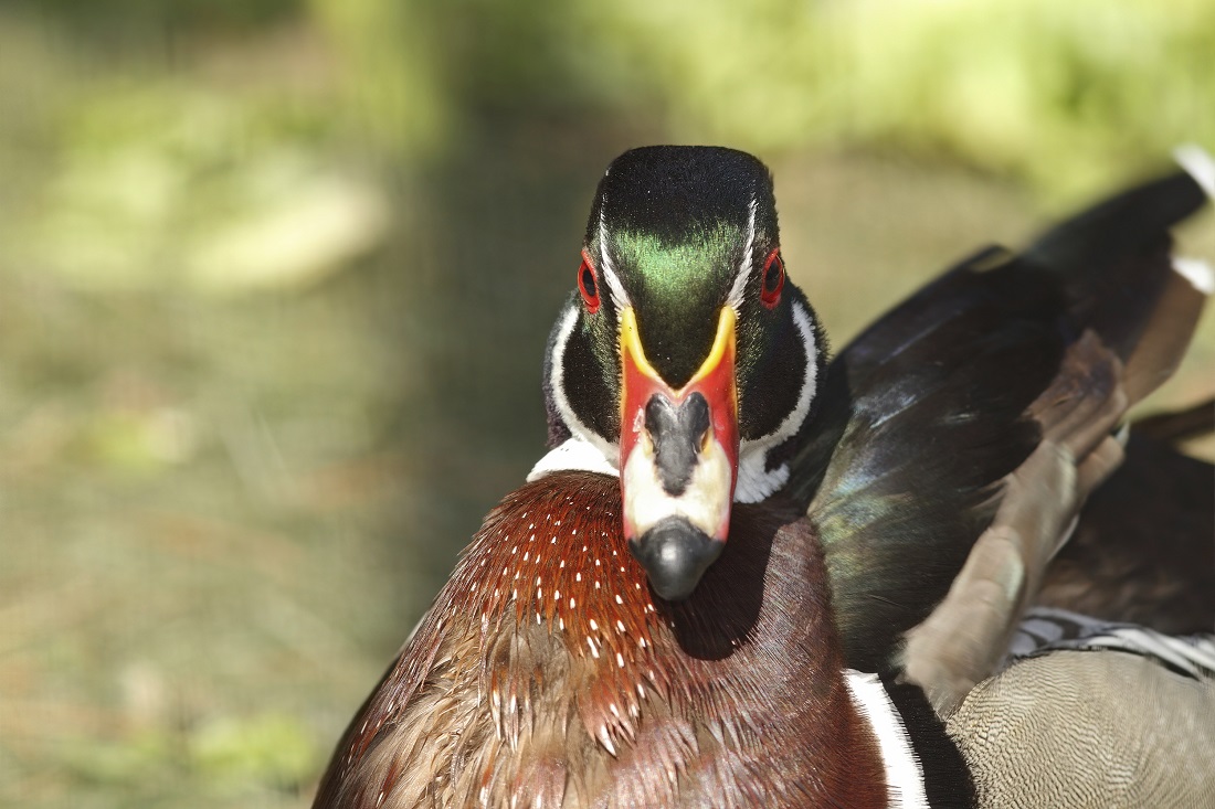 Cina, il paese delle copie Cina, il paese delle copie
