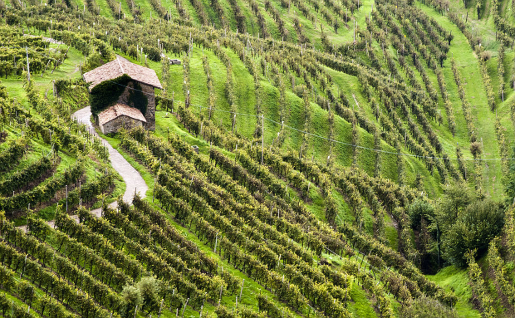 Expo e Veneto, un futuro verde