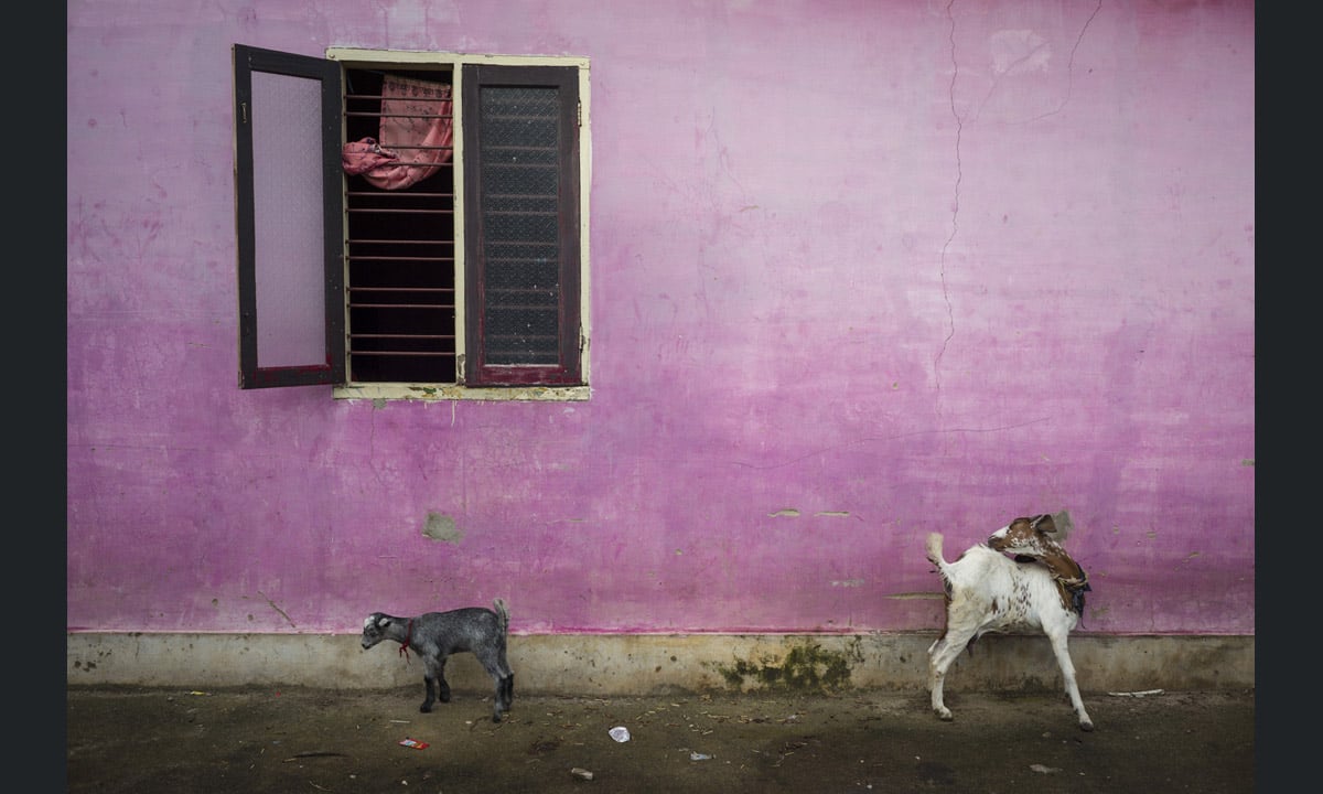 I colori dell’India nelle foto di Alex Webb I colori dell’India nelle foto di Alex Webb