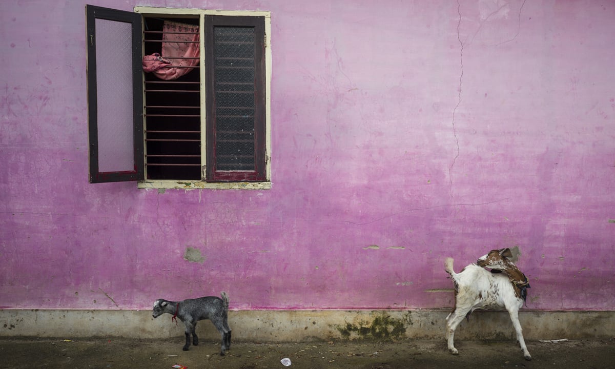 I colori dell’India nelle foto di Alex Webb I colori dell’India nelle foto di Alex Webb