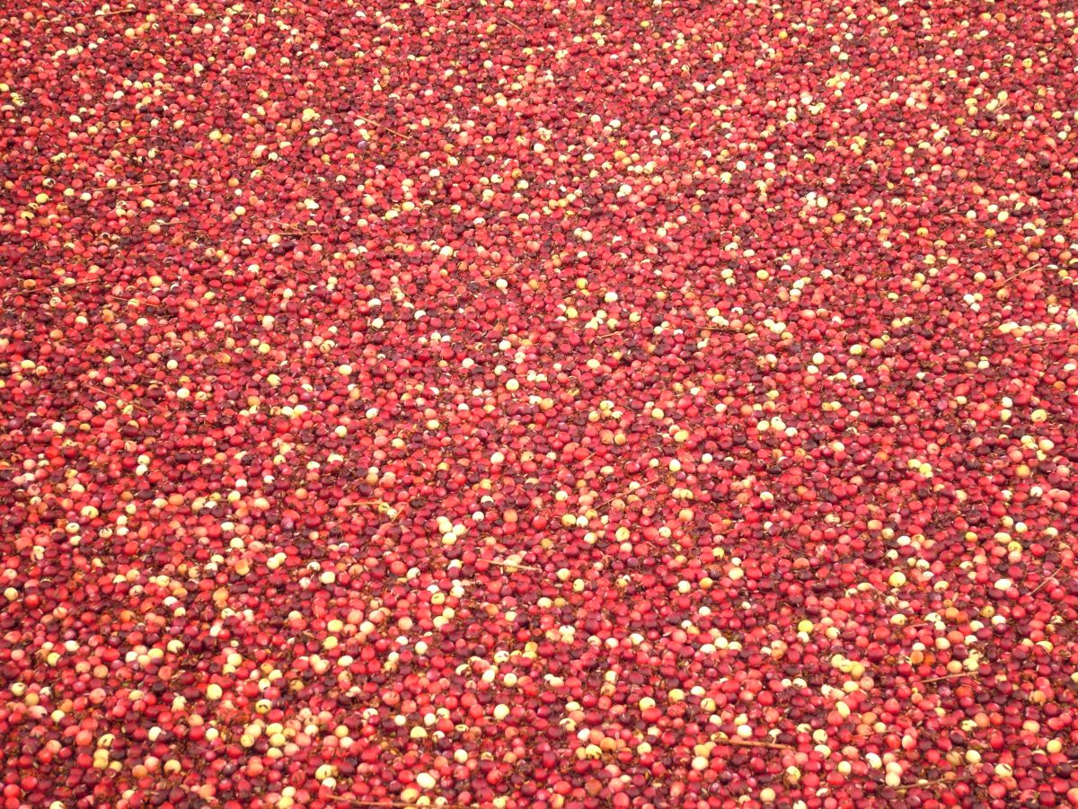 Galleria foto 'Oktoberfest, non solo Monaco: ecco le altre feste nel mondo' - foto 8