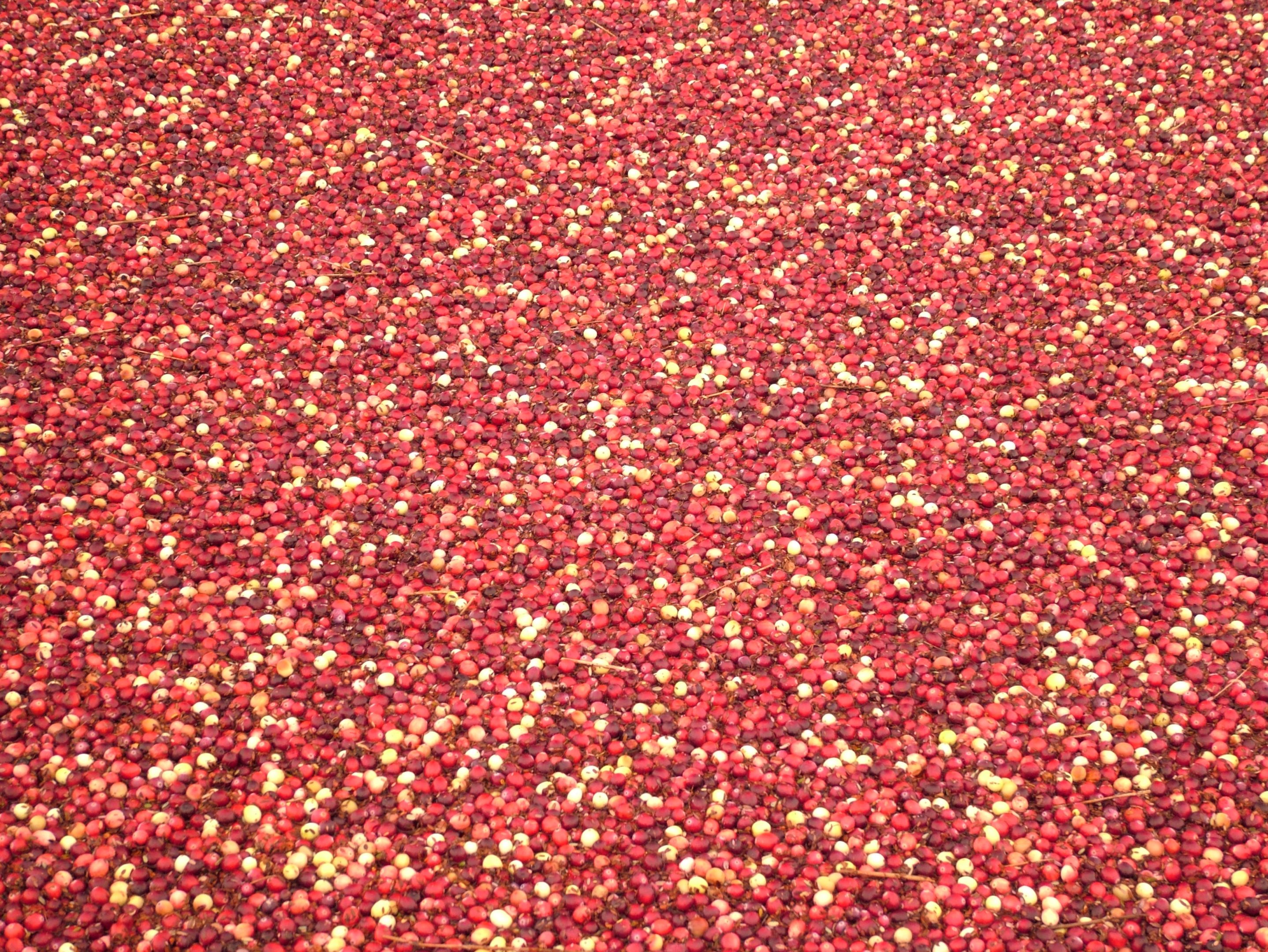 Oktoberfest, non solo Monaco: ecco le altre feste nel mondo Oktoberfest, non solo Monaco: ecco le altre feste nel mondo