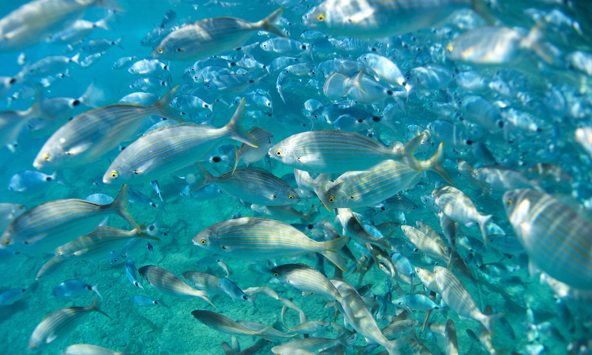 Uomini e pesci nel mare blu di Portofino Uomini e pesci nel mare blu di Portofino