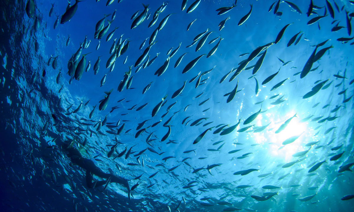 Uomini e pesci nel mare blu di Portofino Uomini e pesci nel mare blu di Portofino