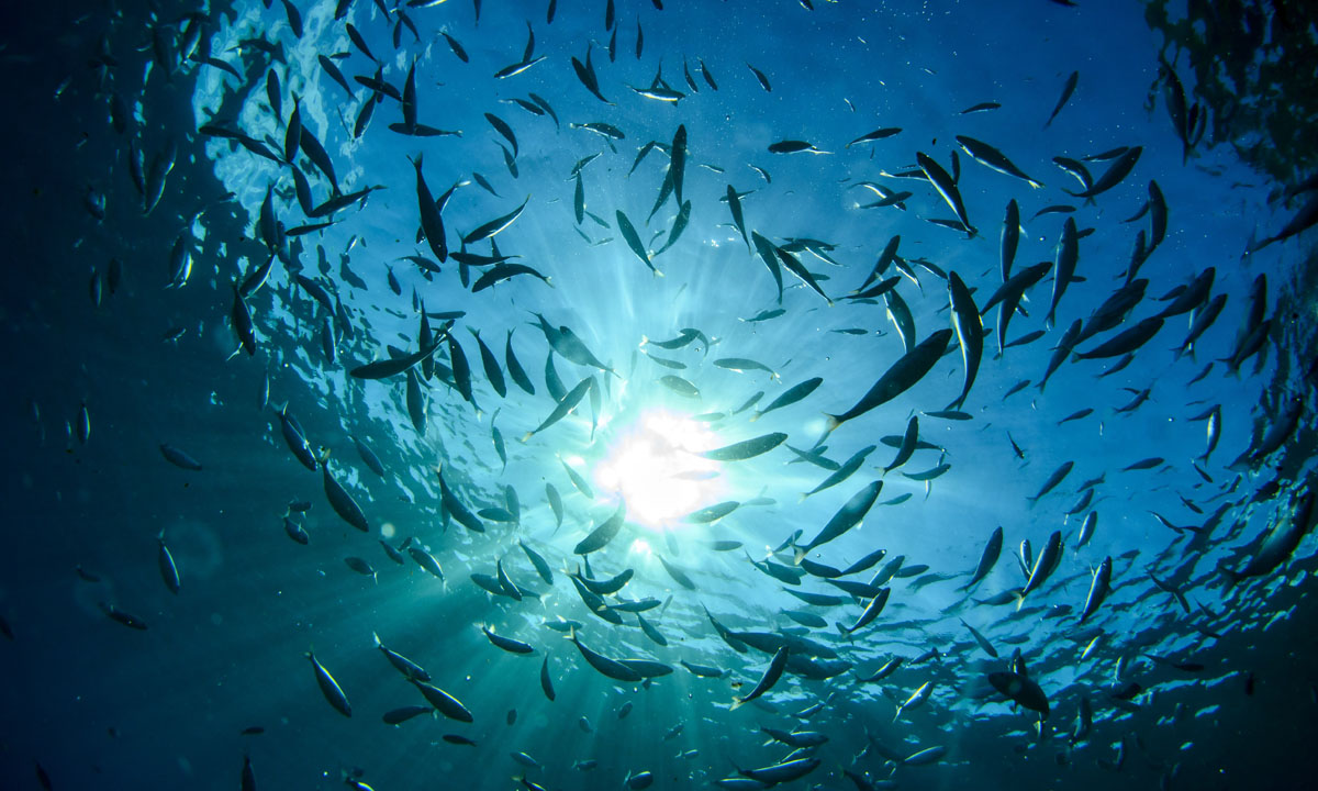Uomini e pesci nel mare blu di Portofino Uomini e pesci nel mare blu di Portofino