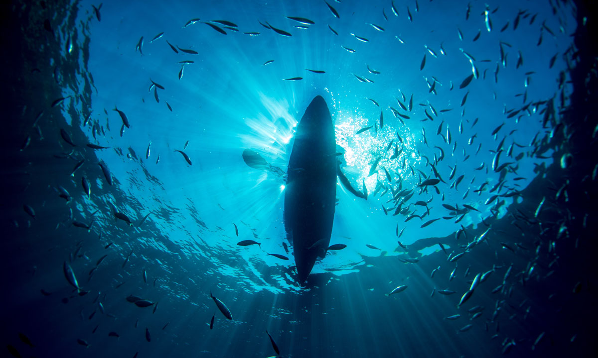 Uomini e pesci nel mare blu di Portofino Uomini e pesci nel mare blu di Portofino