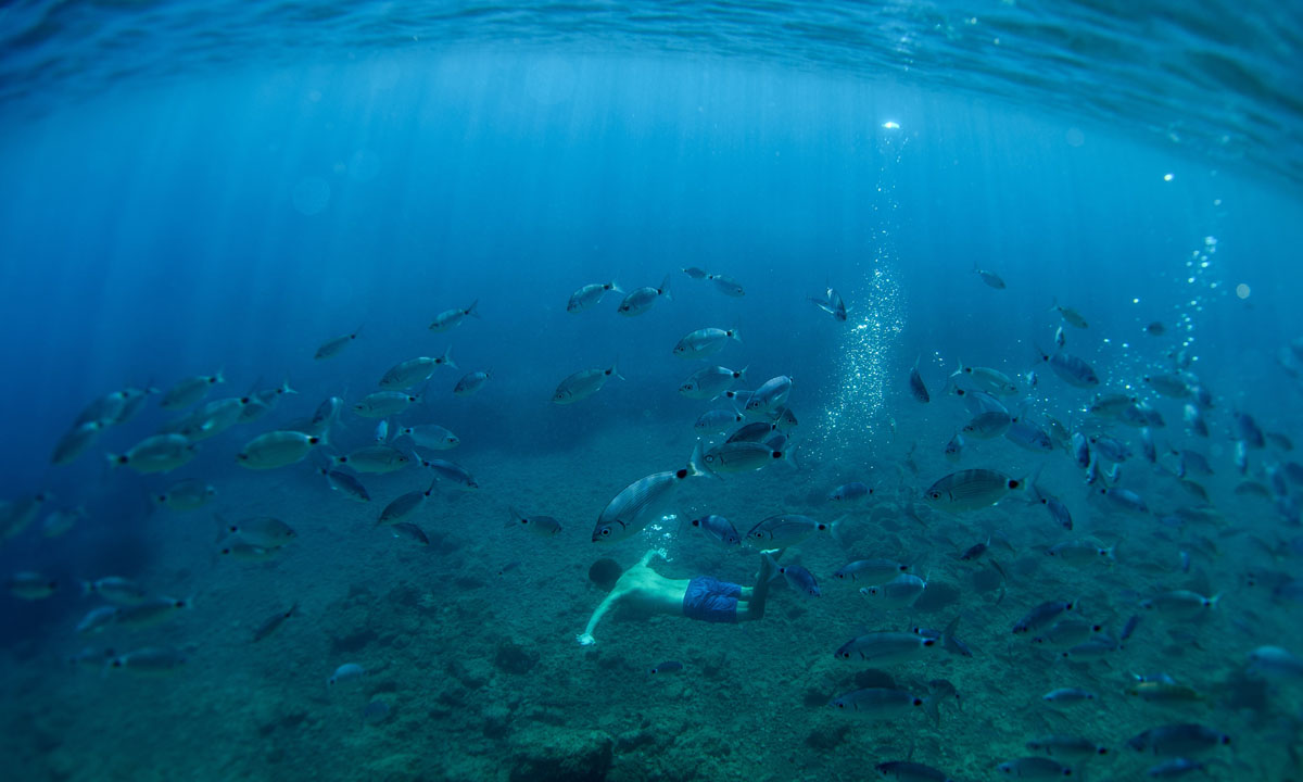 Uomini e pesci nel mare blu di Portofino Uomini e pesci nel mare blu di Portofino