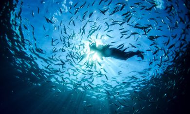 Uomini e pesci nel mare blu di Portofino