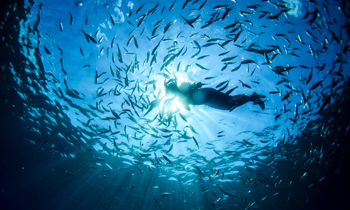 Uomini e pesci nel mare blu di Portofino Uomini e pesci nel mare blu di Portofino