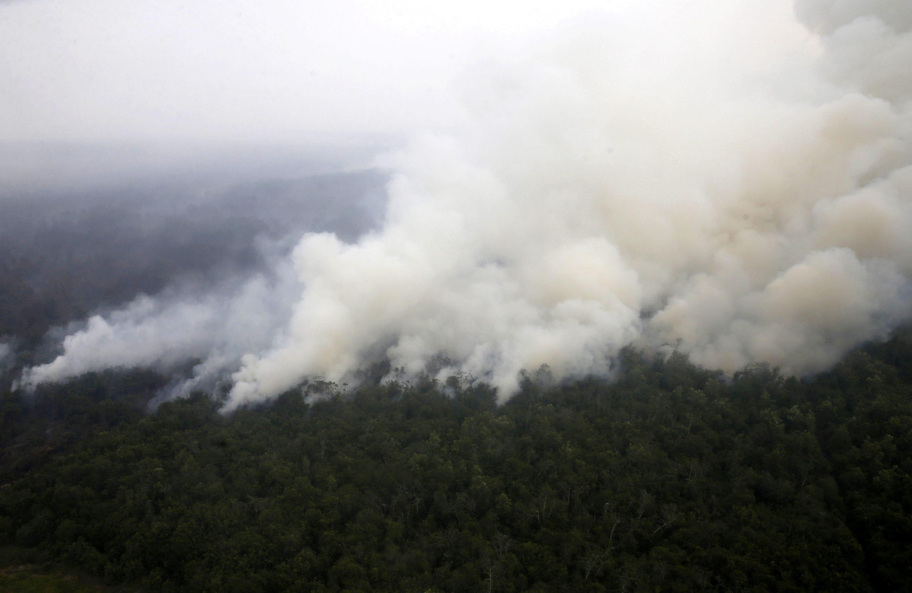 Roghi nelle foreste: emergenza ambientale in Indonesia