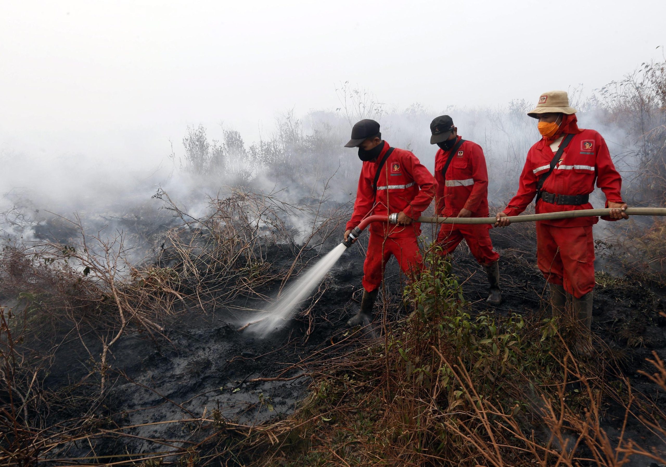 Roghi nelle foreste: emergenza ambientale in Indonesia